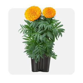 Pollinators