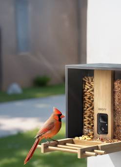 A red cardinal perched on a Birdfy feeder full of birdseed.
