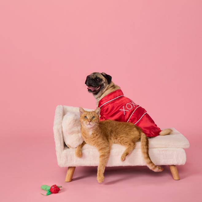 Dog and cat laying on a soft, cream colored pet bed wearing Valentine’s Day outfits.