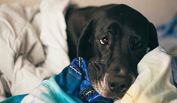 walmart pet prescriptions