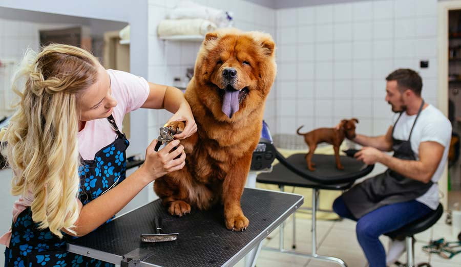 What You Need to Be A Professional Dog Groomer - Walmart.com