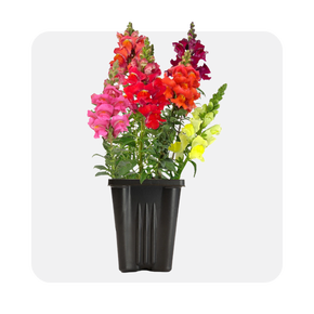 Annuals