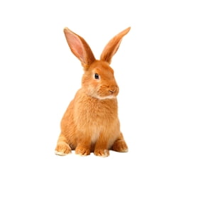 Small animals