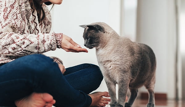 Teaching your cat tricks Cat learning new trick
