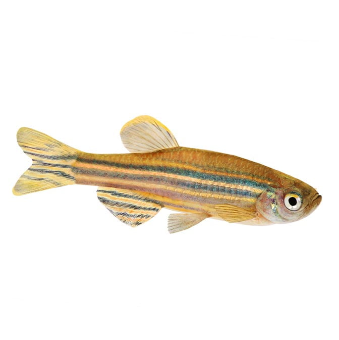 Zebra Danio