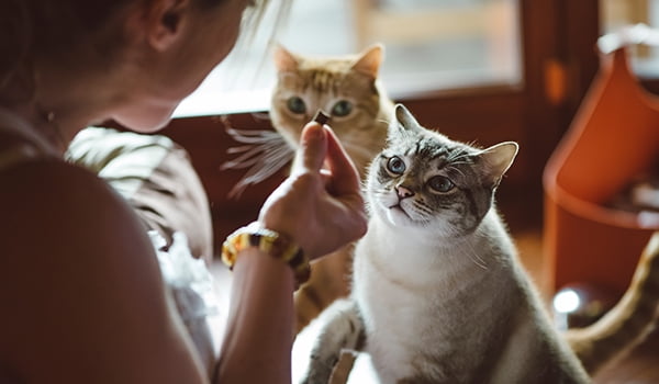Facts about feeding cats Facts about feeding cats
