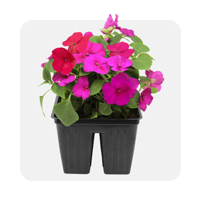 Bedding plants