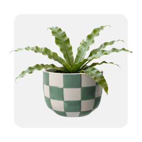 Image shows the Mainstays Lennon round green and white checkered ceramic planter with a leafy green plant against a white background.