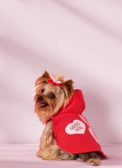 A dog wears a hoodie.