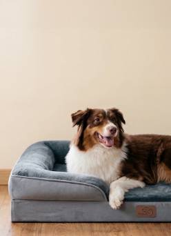A dog laying on a plush cushion bed from Bedsure is shown.