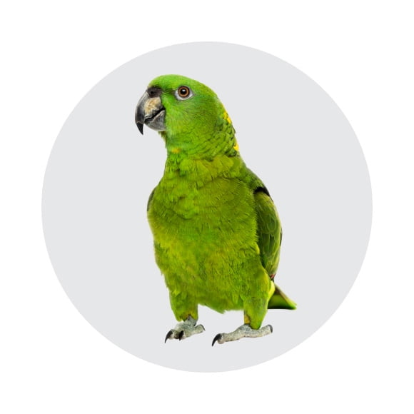 walmart pet bird supplies