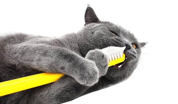 Dental plan for cats Cat getting their teeth brushed