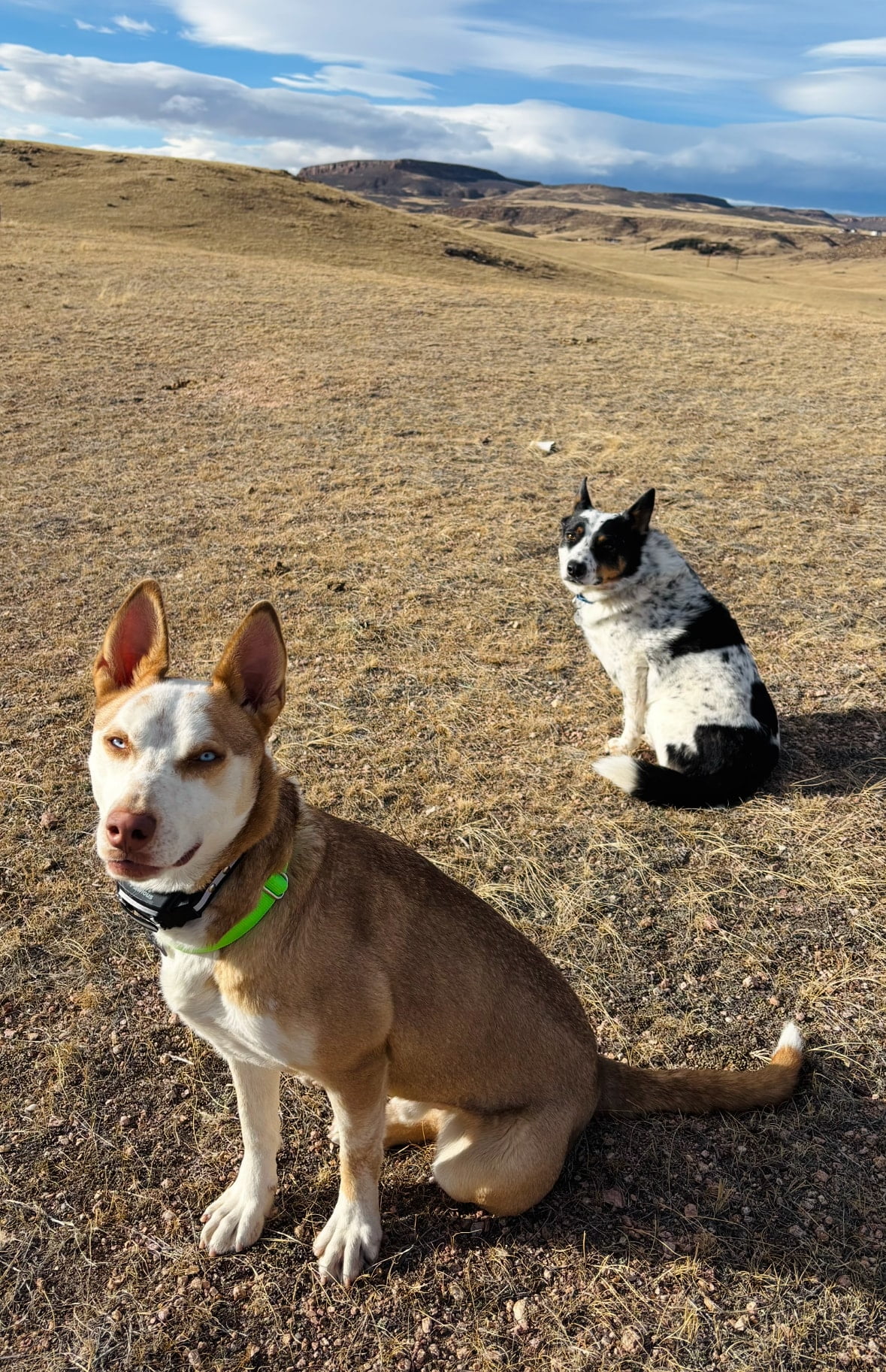 Affordable GPS collar with no subscription fees, Shop post,