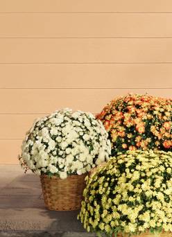 Three large chrysanthemum plants in woven baskets with white, yellow and orange blooms on a paved surface.