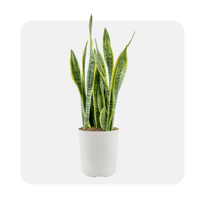 Snake plants