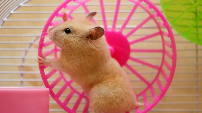 Small Animals Small Animals