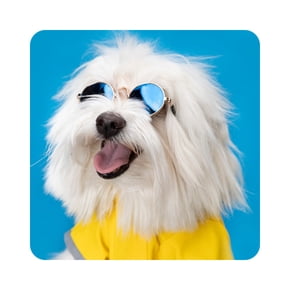 Perros