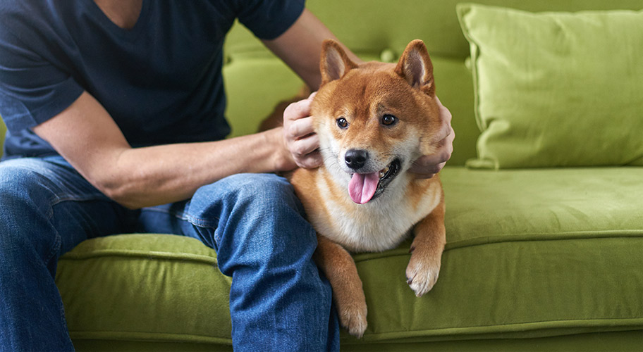 Pet Medications Cat & Dog Prescriptions