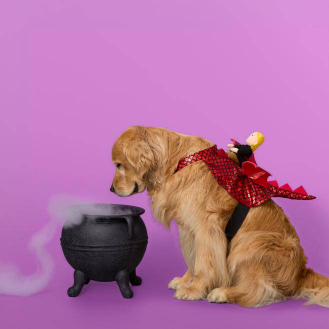 A golden retriever dressed in a red dragon costume sniffs a steaming black cauldron against a purple background.