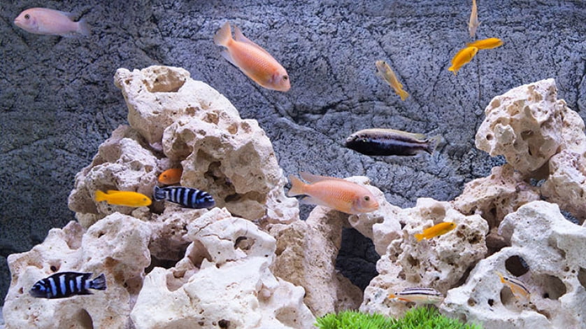 Live fish for sale at walmart cheap