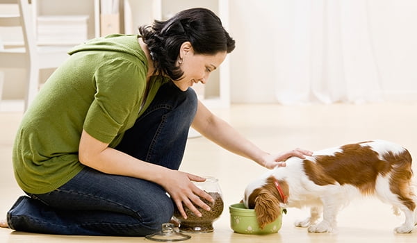 Dog eating while owner pets dog