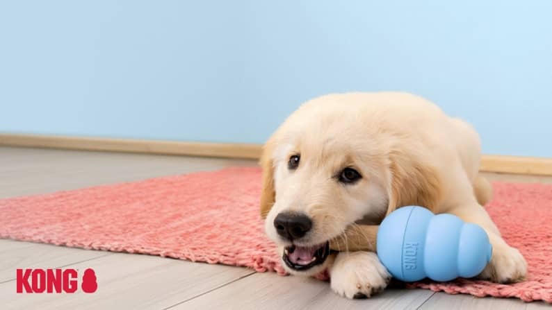 KONG brand logo. A dog laying on a pink rug playing with a KONG blue chew toy.