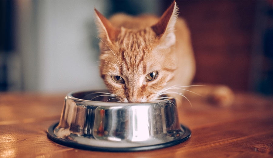 Life Stage Cat Nutrition: Transitioning From Kitten ...