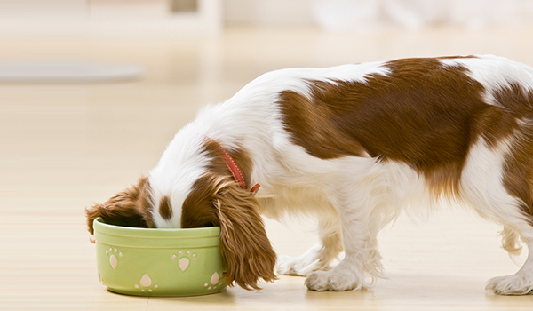 Facts about feeding dogs Dog eating from bowl