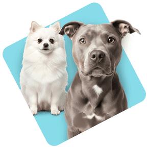 hubspoke-categosMascotas-01-alimentoPerro-260212