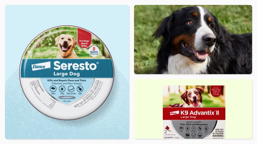 Dog Supplies Walmart
