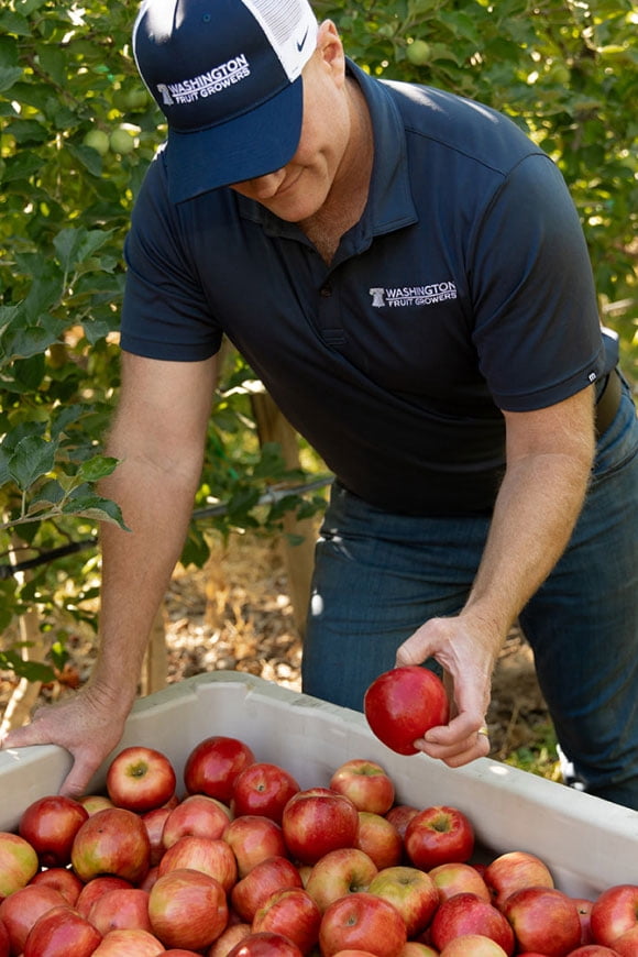Adult in Washington apples shirt and cap sorts red apples in a large bin among orchard trees.