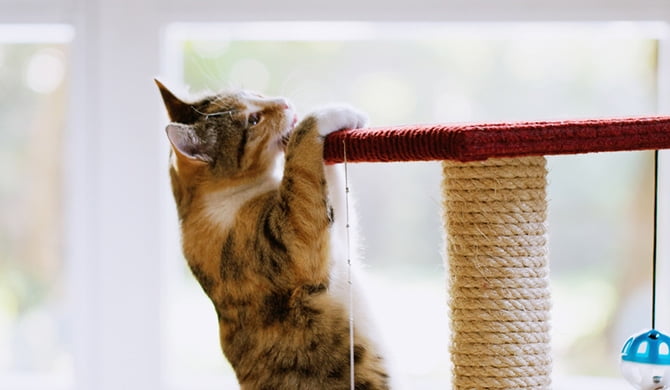 Cat lick vinyl cancer Bud redhead key