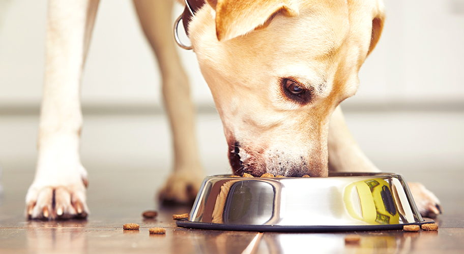 Healthiest Dog Food At Walmart Healthiest Dog Food At Walmart