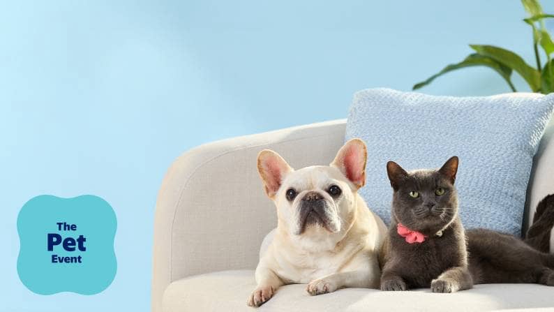 A dog and a cat with a bow collar sit together on a couch.
