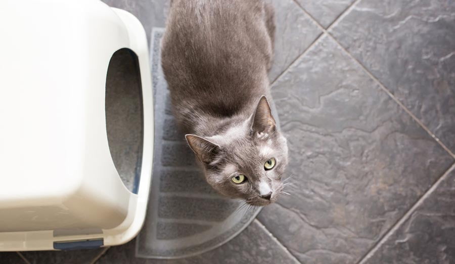 mini litter box