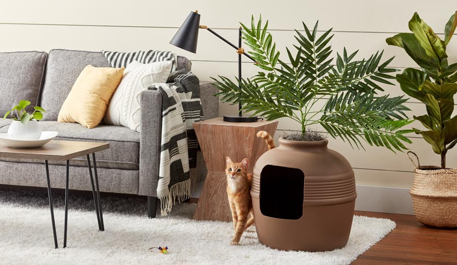 litter box in living room