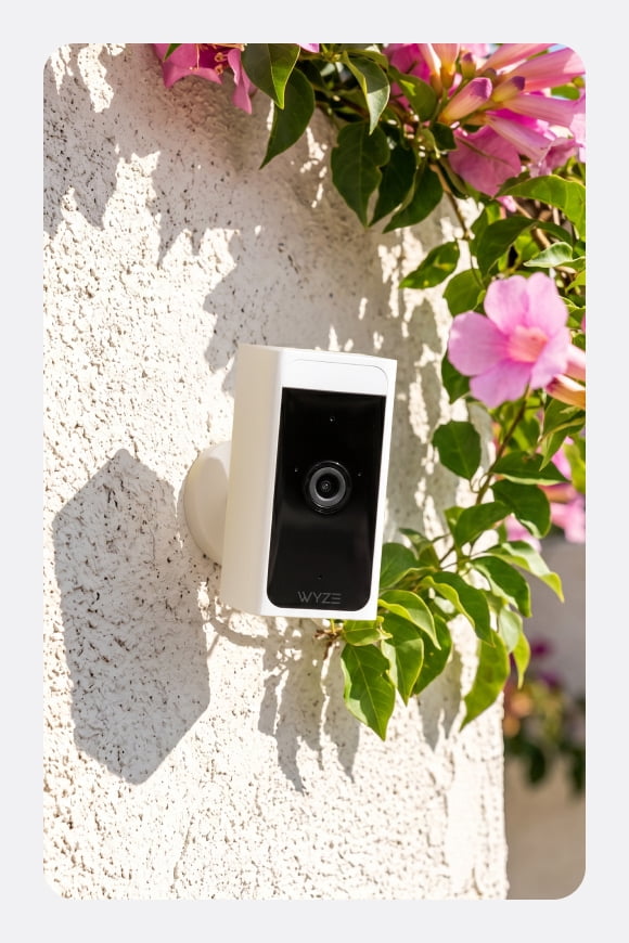 Outdoor security camera mounted on an outside wall with a pink trumpet flower vine above it.