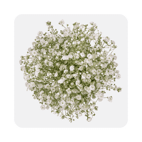 Baby's Breath