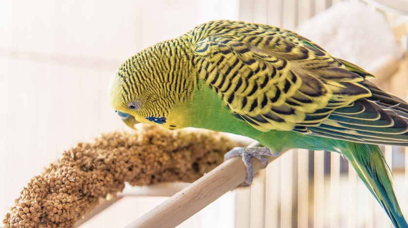 walmart pet bird supplies