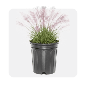 Ornamental grasses
