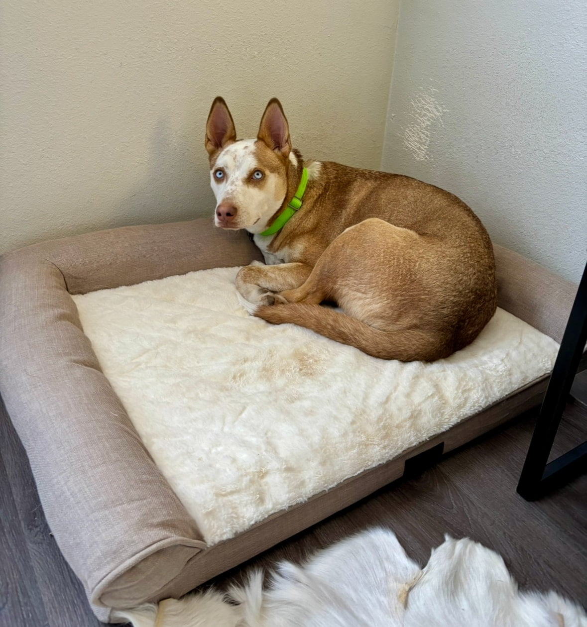 My husky cattle dog mix loves his dog sofa., Shop post,