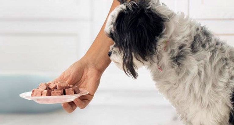 Purina bella pampered best sale meals