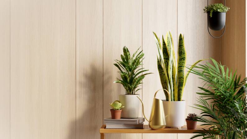 An image of green plants in white pots on a wood shelf, in front of a beige wall.