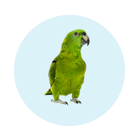 walmart pet bird supplies