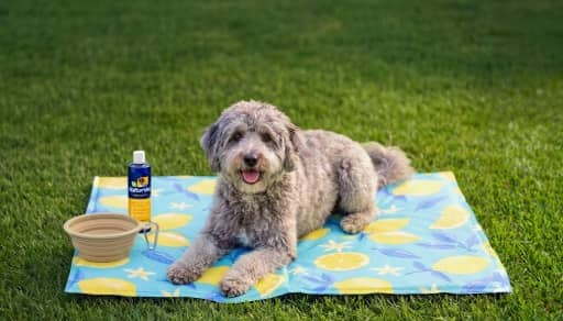 Dog lying on a patterned cooling mat on grass with a collapsible bowl and a bottle of pet cooling spray.