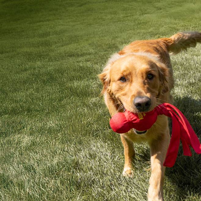 A Golden Retriever running on grass with a red toy in its mouth.