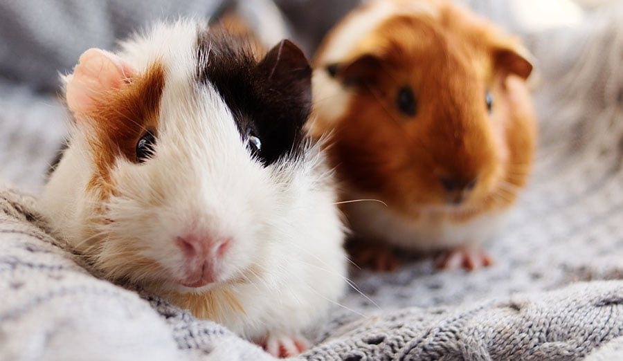 accessories for guinea pigs