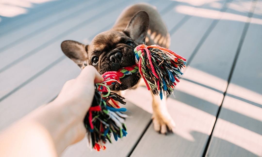 small dog toys walmart