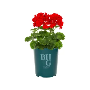 Live Goods