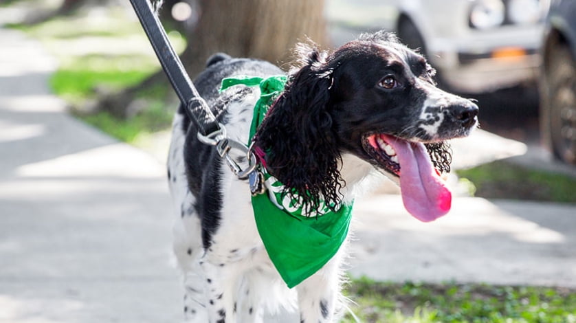 walmart pharmacy for dogs